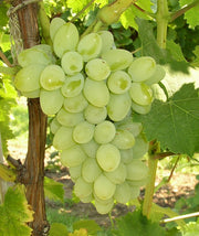 Puspita Nursery Grafted Sweet Grape Fruit Live Plant Seedless Thai Variety All Weather of India Adjustable